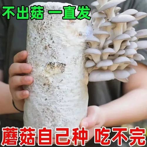 食用菌菇棒家庭自种小盆栽