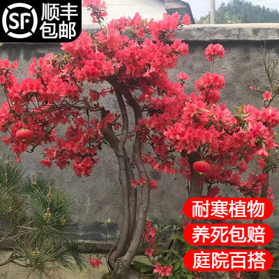 映山红树桩老桩高山杜鹃花D栽映山红熟桩真花室内花卉盆景庭院地