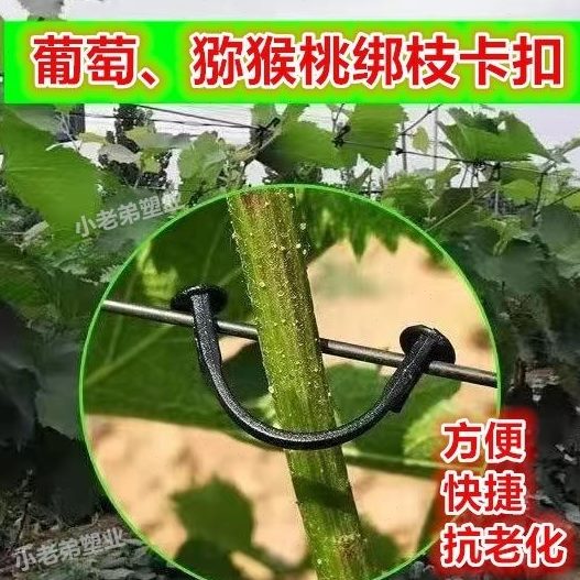 卡绑枝猕猴桃卡子家直.卡扣挂钩葡萄销绑枝绑枝机绑枝厂卡绑滴灌