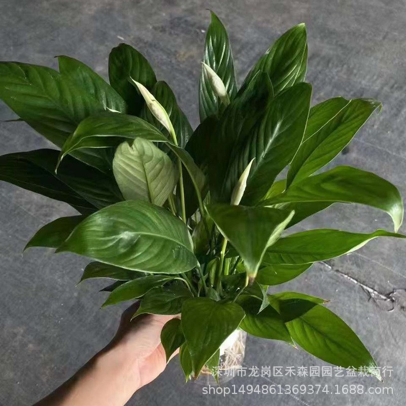 一帆风顺白掌盆栽绿萝花卉植物室内花H水培绿植好养发财树吸除甲