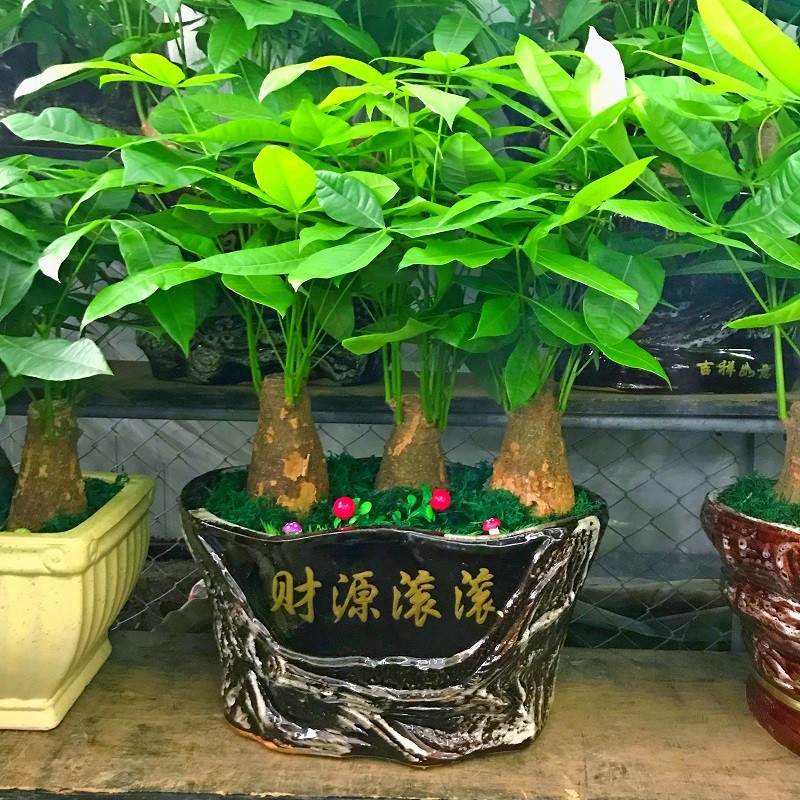 深圳发财树盆栽 发财树 s盆栽 大 开业送礼办公室客厅吸收甲醛绿