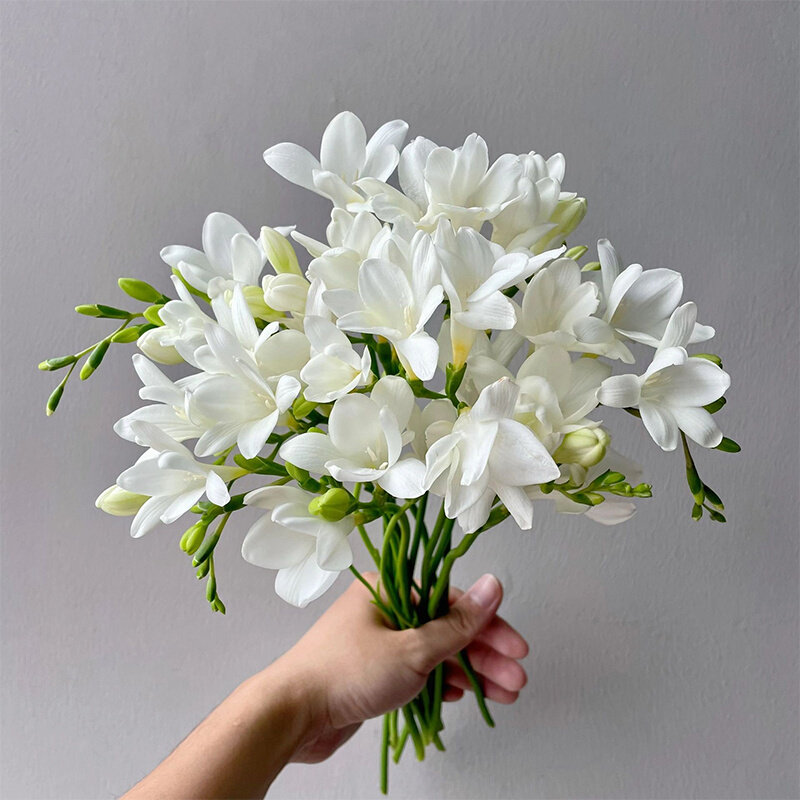 小苍兰花鲜切花真花室内插花水养植物花束云南基地直发香雪兰鲜花