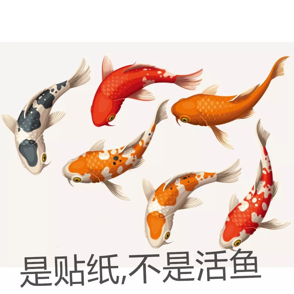 招福锦鲤鱼贴纸高清贴画电动车贴门窗玻璃装饰好运贴画防水墙贴纸