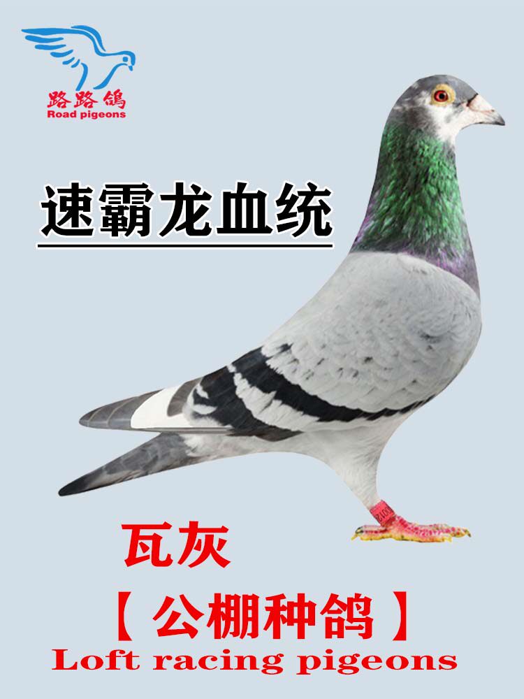 速霸龙血统信鸽种鸽公棚鸽詹森盖比桑杰士奶酪赛鸽千公里比赛鸽子