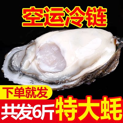 【顺丰包邮】新鲜生蚝鲜活带箱6斤牡蛎海鲜贝类带壳海蛎子多规格