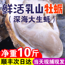 整箱 包活鲜活乳山生蚝新鲜牡蛎特大肥海蛎子10斤海鲜水产顺丰 包邮