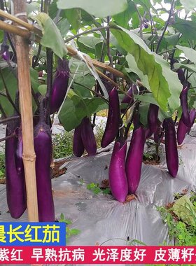 红色茄子种子四季种植高产