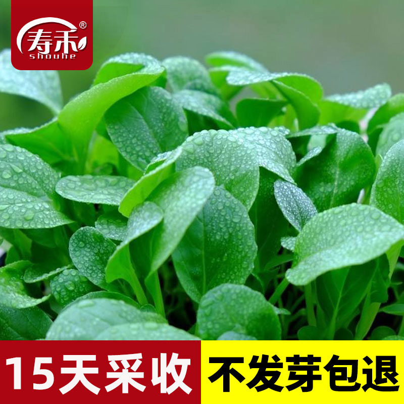 鸡毛菜种子15天采收，包发芽