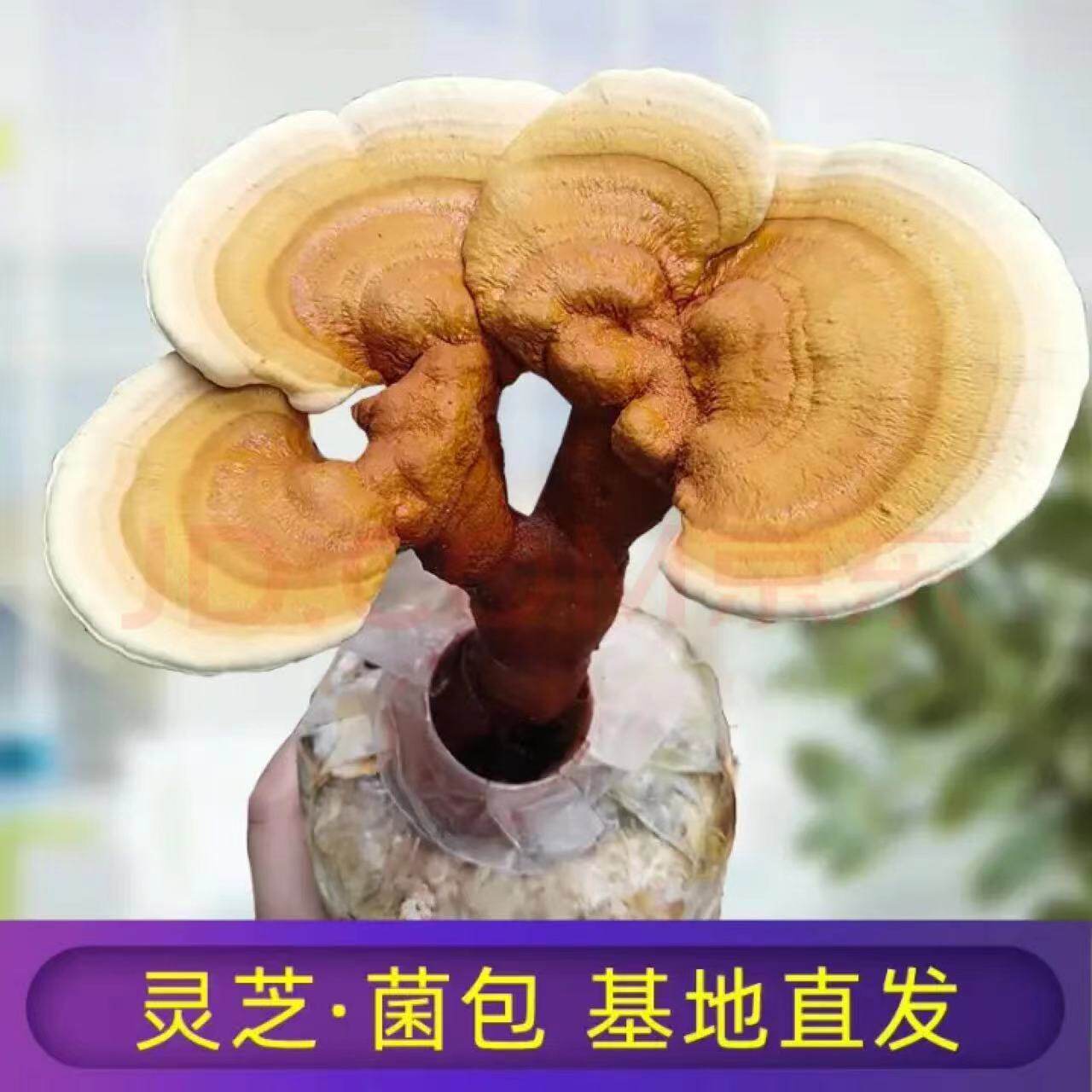 灵芝蘑菇菌包菌种好养家庭种植多肉室内盆栽菌棒批发植物懒人桌面