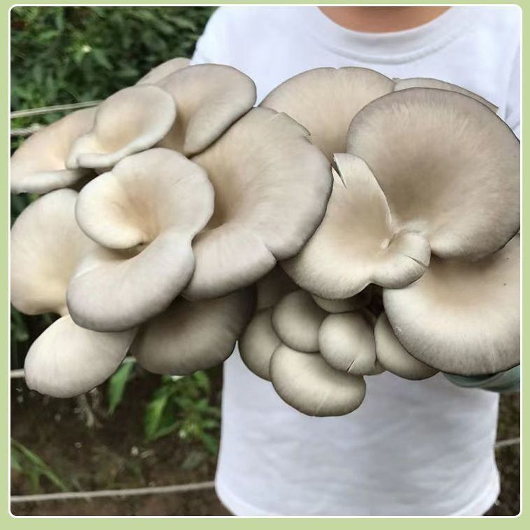 平菇平蘑灰菌土培香菇蘑菇菌菇四季可种菜地盆栽种植家种菌包菌种