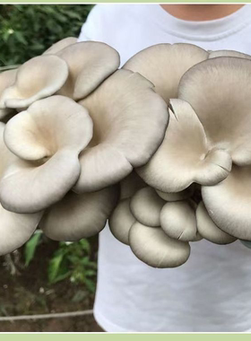 喷水就出菇不挑土壤四季种植