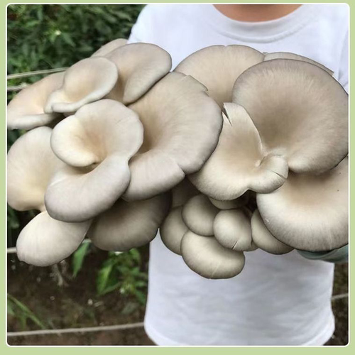 喷水就出菇不挑土壤四季种植