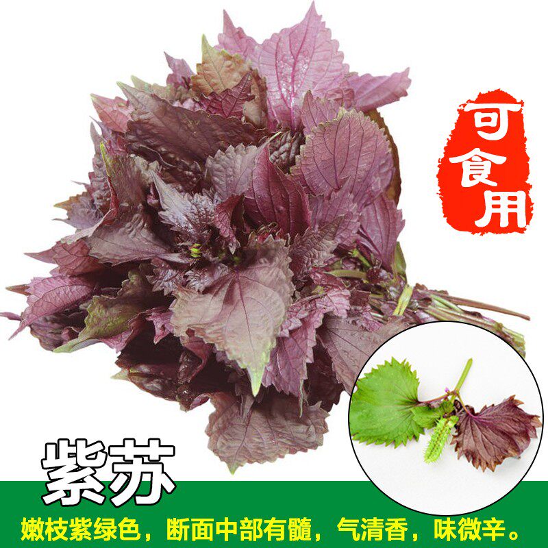 可食用双面红紫苏大叶紫苏种子