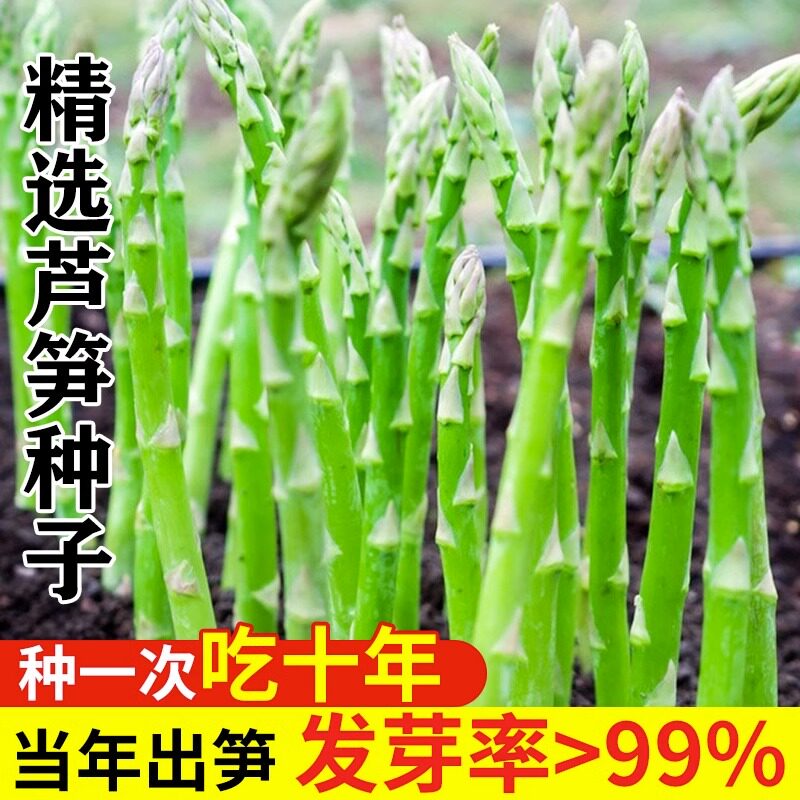 四季精选嫩绿芦笋种籽家庭阳台盆栽精选蔬菜多年生芦笋种子孑大全
