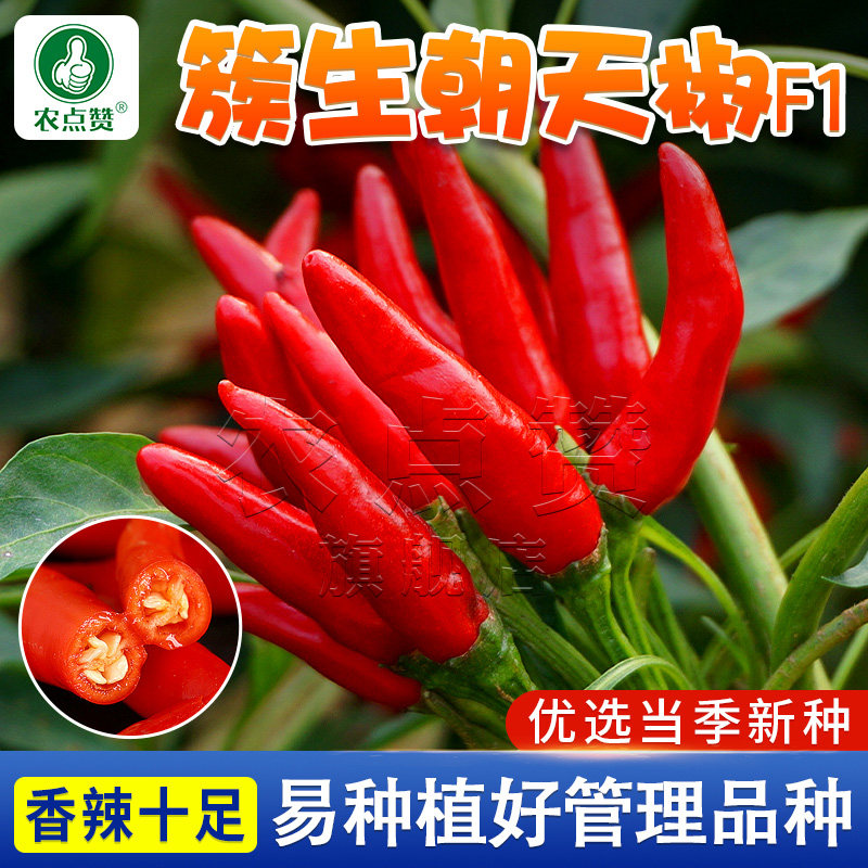 朝天椒种籽四季种植高产