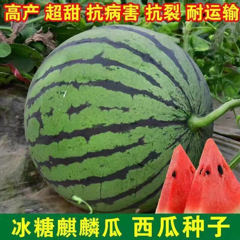 冰糖麒麟西瓜种籽黄皮无籽西瓜四季甜西瓜秧苗早佳8424种子孑大全