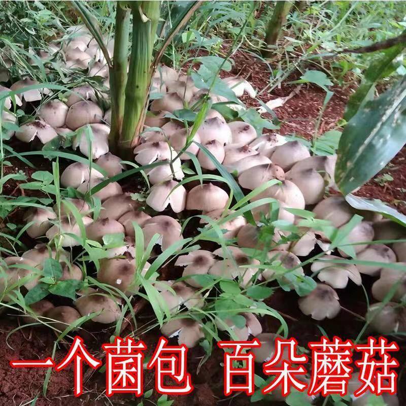 鸡枞菌种子四季伞把菇三塔菌高产人工栽培野生盆栽庭院食用菌菇