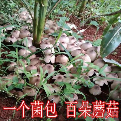 喷水就出菇不挑土壤四季种植