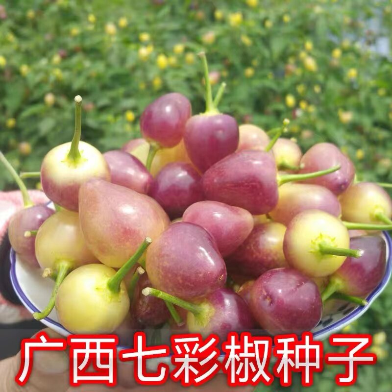 七彩椒泡椒种子五彩辣椒种籽