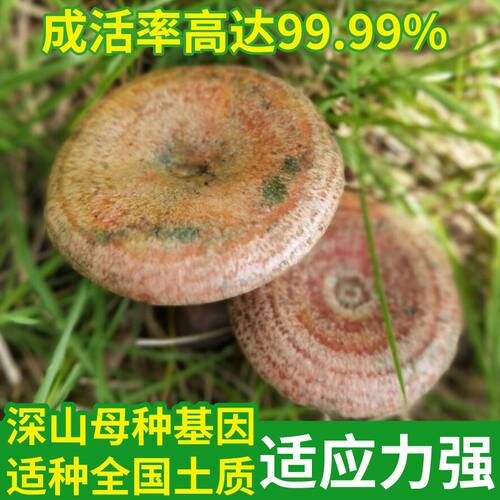 喷水就出菇不挑土壤送种植技术