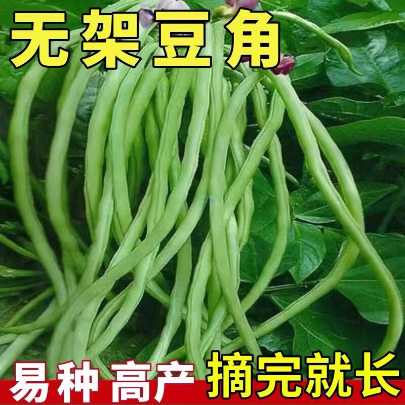 无架长豆角种子四季种植高产