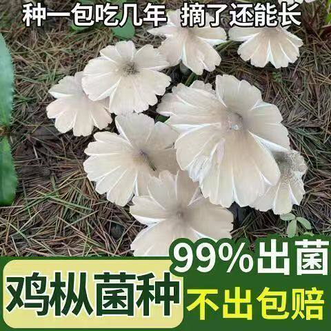 喷水就出菇不挑土壤四季种植