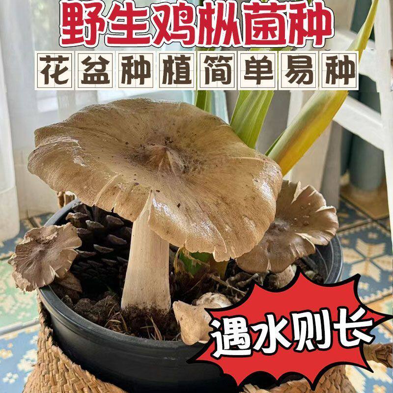 云南鸡油菌种高产食用菌鸡枞菌包蘑菇种植包室内阳台四季盆景盆栽