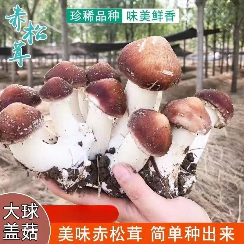 大球盖菇  赤松茸菌包菌种 蘑菇菌包 食用菌菌种家庭蘑菇盆栽阳台