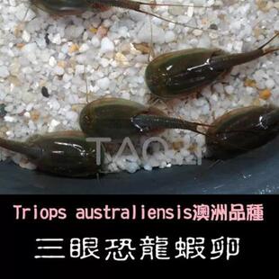 三眼恐龙虾卵一份内约-粒卵观赏虾