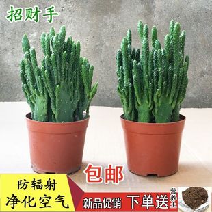 招财手多肉植物组合盆栽仙人掌防绿植公室内耐寒旱易活净化空气