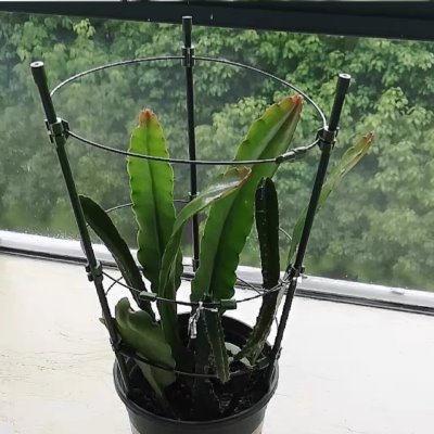 子花卉绿萝架可伸缩爬藤架月季花专用室内花支架多层昙花铁线莲