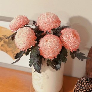 花期至少20天以上 大号牡丹菊 一扎5枝 胭脂红l 丰岛牡丹菊