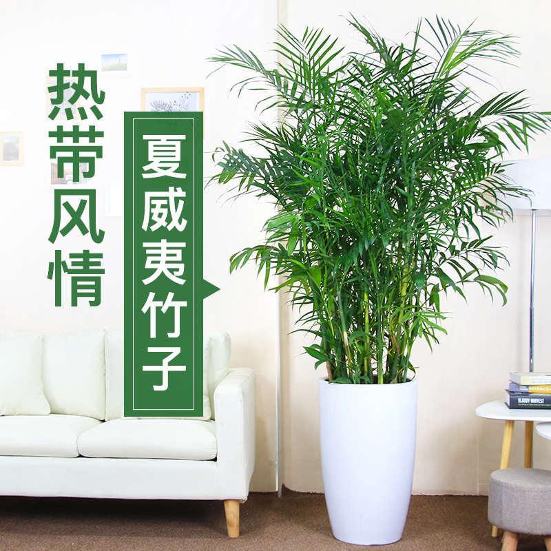 夏威夷椰子树易活好养懒人盆栽竹子大型植物净化空气无锡同城盆景