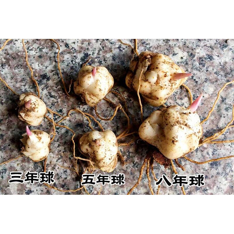 促销卷丹百合大花卷丹山丹丹虎皮百合东北山野百合种球山东花当年