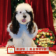 JOLIE星雪披肩 小狗新年衣服比熊雪纳瑞灵缇冬新款 英伦风可定制