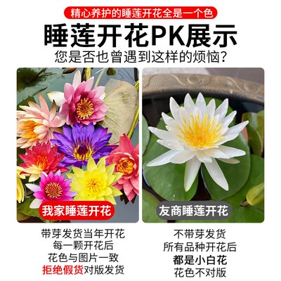 现货速发睡莲水培植物四季水养荷花水莲花盆栽花卉水池塘大睡莲根