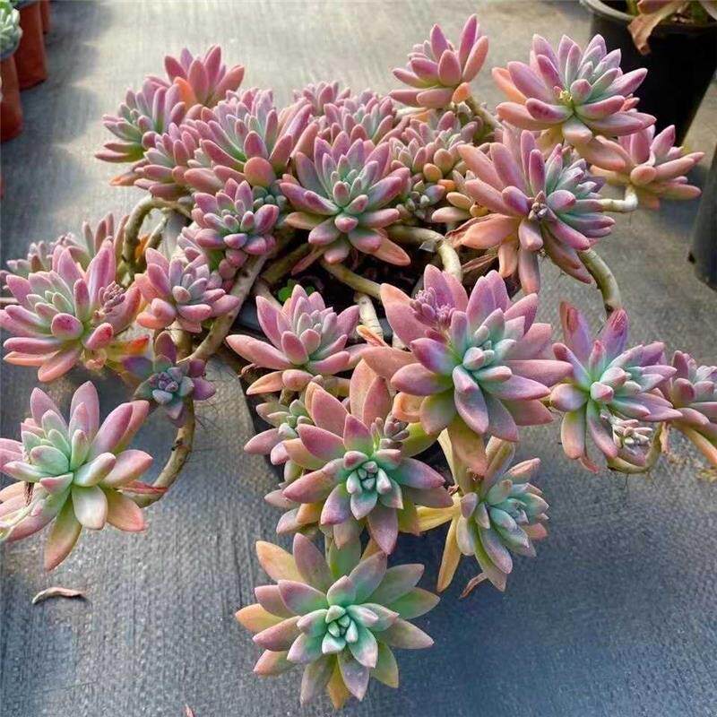 大盆秋丽(280杯) 精品多肉绿植