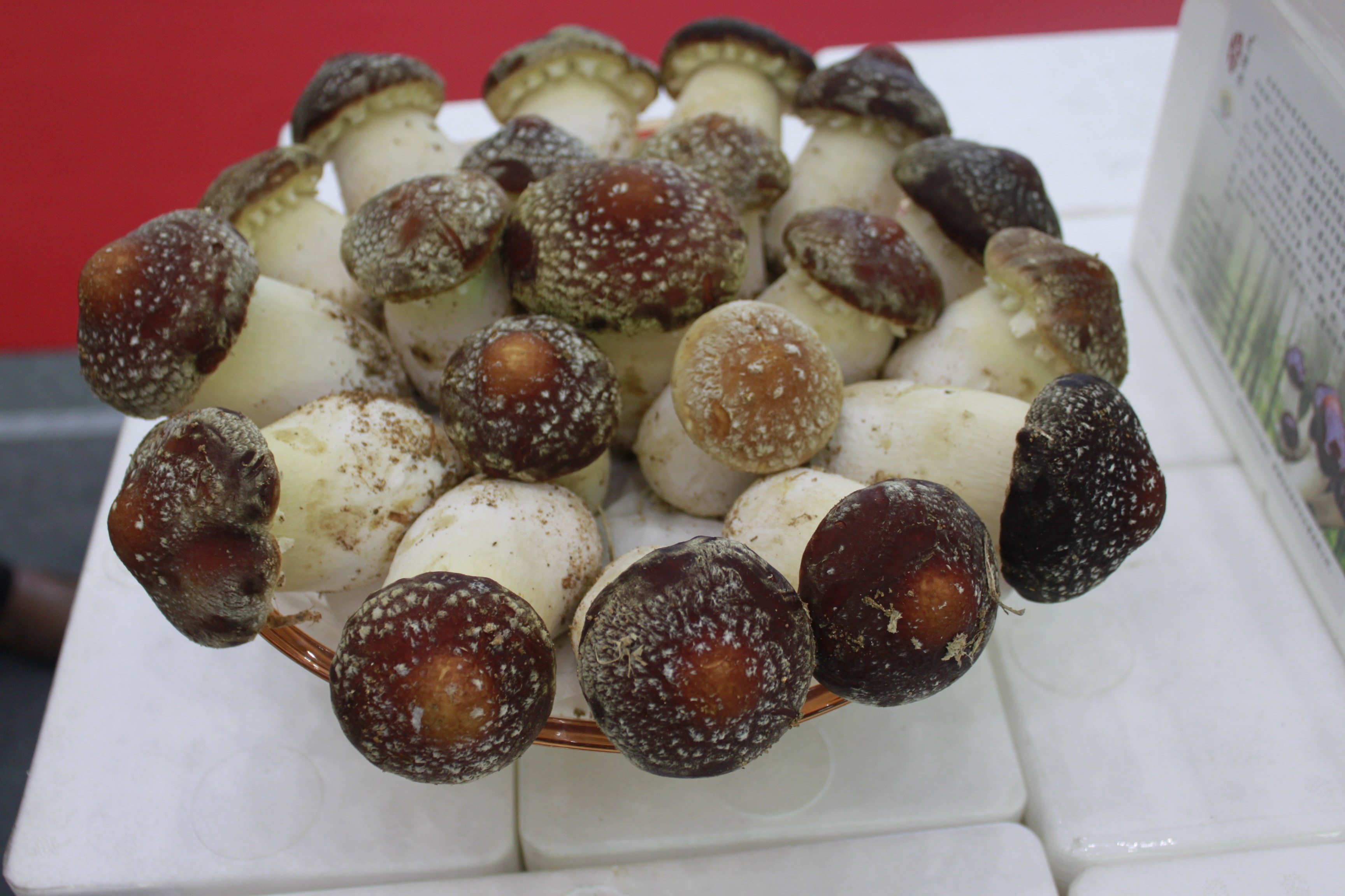 【顺丰快递】新鲜赤松茸5斤 姬松茸 新鲜菌菇新鲜蔬菜2斤