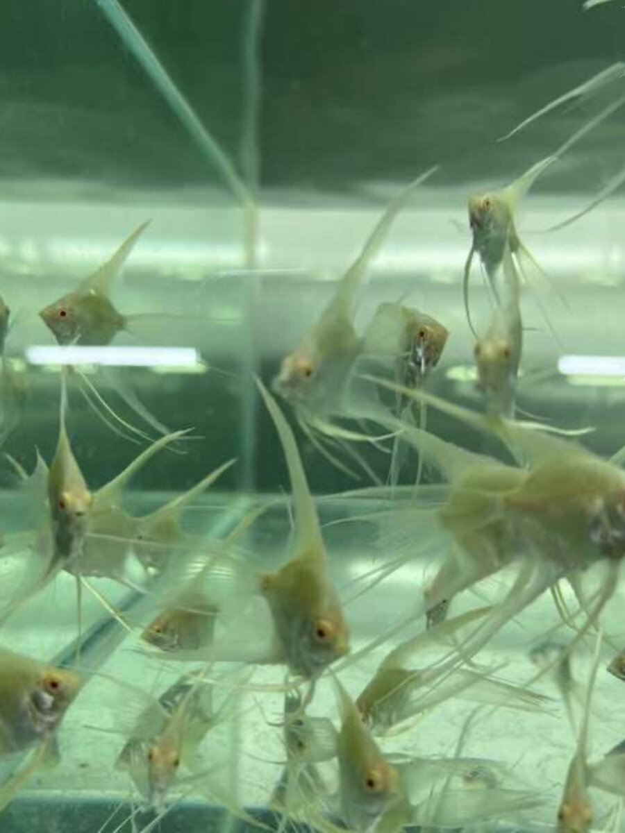 热鱼带鱼fzt淡水台系长鳍长尾观赏黄蜻蜓燕鱼黄色神仙鱼