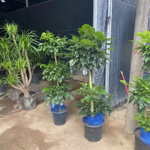 多层绿宝幸福树盆栽室内客厅办公室吸甲醛净化空气大型高杆绿植