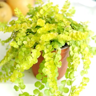 小椿日和金叶过路黄末日行者地被耐热盆栽植物水培绿植吸收甲醛