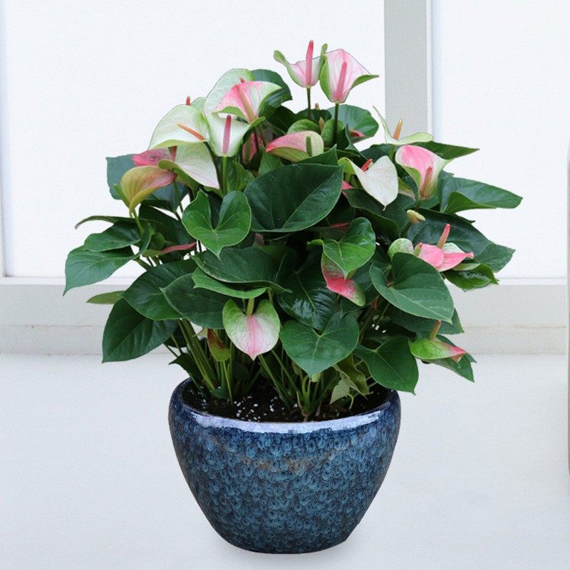 粉掌【梦幻】盆栽 多年生常绿植物 年宵花卉 除甲醛净化空气植物,个性定制/设计服务/DIY,明信片定制,淘宝优惠券,粉丝福利购,淘宝优惠卷