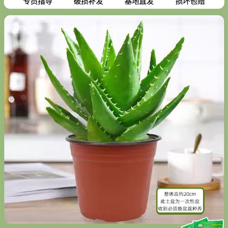 芦荟盆栽室内除甲醛净化空气植物办公桌仙人掌多肉四季好养花卉,个性定制/设计服务/DIY,明信片定制,淘宝优惠券,粉丝福利购,淘宝优惠卷