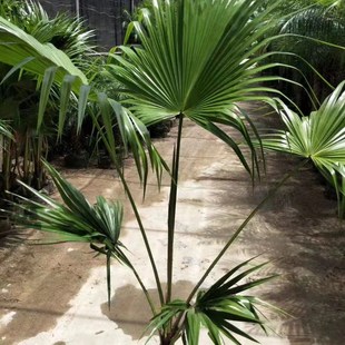 大型蒲葵大叶蒲圆叶室内吸甲醛净化空气客厅庭院好养活耐寒绿植