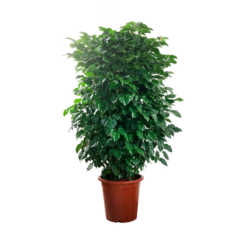 绿宝幸福树盆栽室内客厅办公室吸甲醛净化空气大型绿植幸福树植物,个性定制/设计服务/DIY,明信片定制,淘宝优惠券,粉丝福利购,淘宝优惠卷