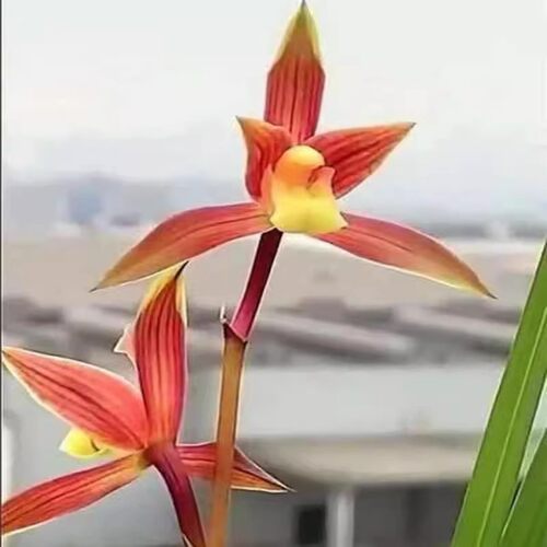 开花浓香花苗七彩漂亮内外花卉兰