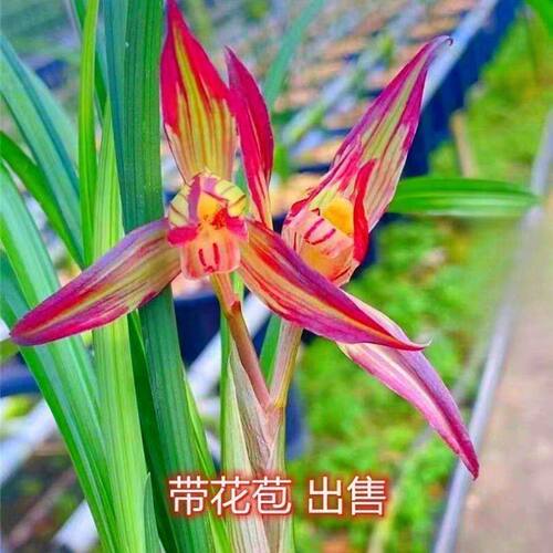 江山如画浓香型花苞春兰盆栽新品
