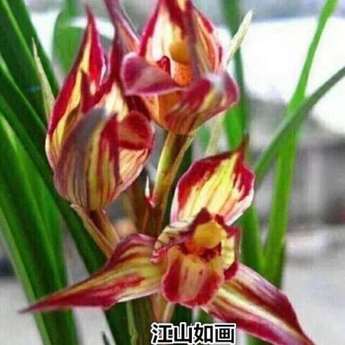 江山如画花苞品种精品花苗水仙带