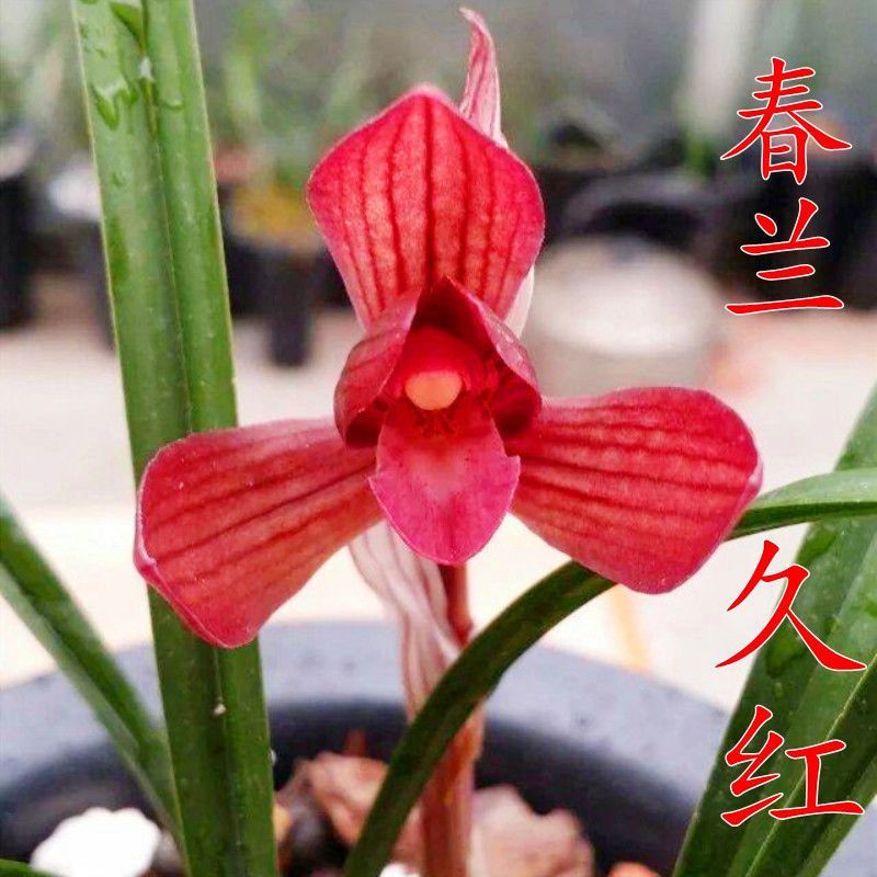 带花苞兰花苗盆栽春兰【久红】浓香精品花卉大全客厅阳台绿植兰花