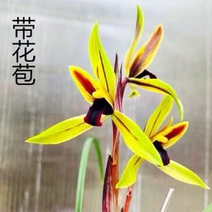 带花苞精品兰花苗春兰【包公魂】花开客厅铭品室内外高档花卉大全